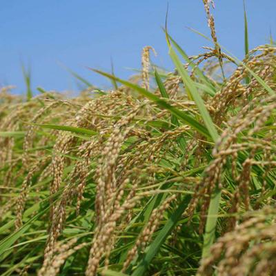 ふるさと納税 糸島市 【定期便】福吉産のお米 ＜6回コース＞ ヒノヒカリ 5kg 糸島市[ABB013] |  | 01