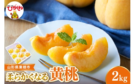 【2026年産 先行受付】 東根市産黄桃　秀品 柔らかくなる桃  約2kg ベジフルひがしね 山形県 東根市 hi104-010