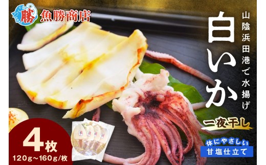 【山陰浜田港・水揚げ】 白いか一夜干し（4枚） 魚介類 魚貝類 干物 干もの 一夜干し 白いか 特産品 つまみ 加工品 【136_1996】