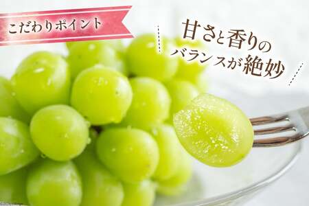 【2026年発送】 シャインマスカット ぶどう フルーツ 果物 種無し 1.2kg (2～3房)