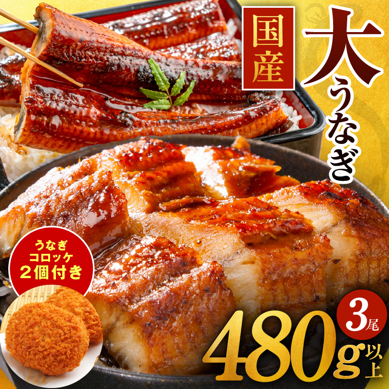 国産うなぎ 3尾 480g以上 大サイズ うなぎコロッケ 2個付き【えびす鰻 うなぎ ウナギ 国産 泉佐野産 1尾160g以上 蒲焼き かばやき 惣菜 冷凍 うな重 ひつまぶし 惣菜 先行予約】