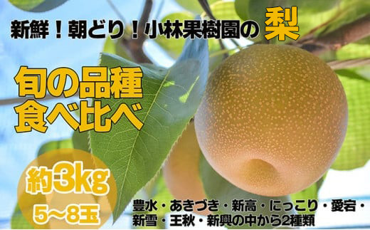 【先行予約】小林果樹園の梨 食べ比べ 5～8玉  約3kg｜朝どり みずみずしい 梨 なし ナシ フルーツ 果物 豊水 あきづき 新高 にっこり 愛宕 新雪 王秋 新興 常総市　※2026年9月～発送