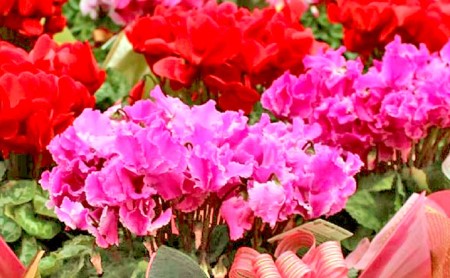 【先行予約】 花 シクラメン 鉢植え 6号 ピンク フラワー 冬 季節 ガーデン ガーデニング 庭 贈答 プレゼント ギフト 植物 2025年12月初旬より発送開始 オンライン決済限定
