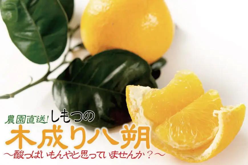 はっさく 6kg 訳あり 木成りはっさく［Mg20］
