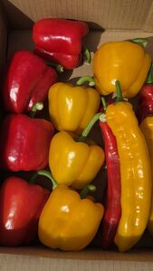 パプリカ＆パレルモ(希少品種) Lセット　約2kg | パプリカ パレルモ 野菜 希少 ジューシー フレッシュ ヘルシー ふるさと納税 信州 長野県 松本市