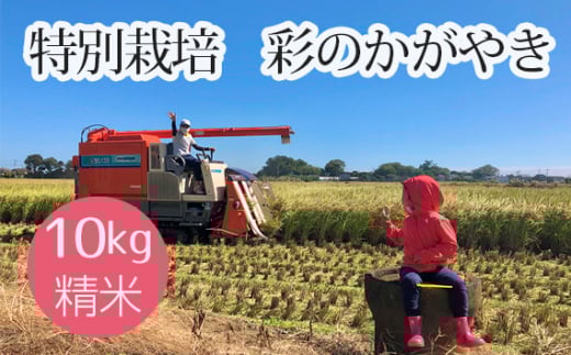 特別栽培　彩のかがやき　精米10kg ／ お米 白米 埼玉県 特産品 No.480