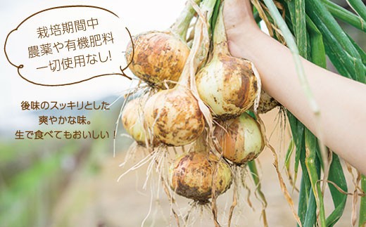 EA03 【自然栽培】計6kg 安心安全♪自然栽培玉ねぎ-2