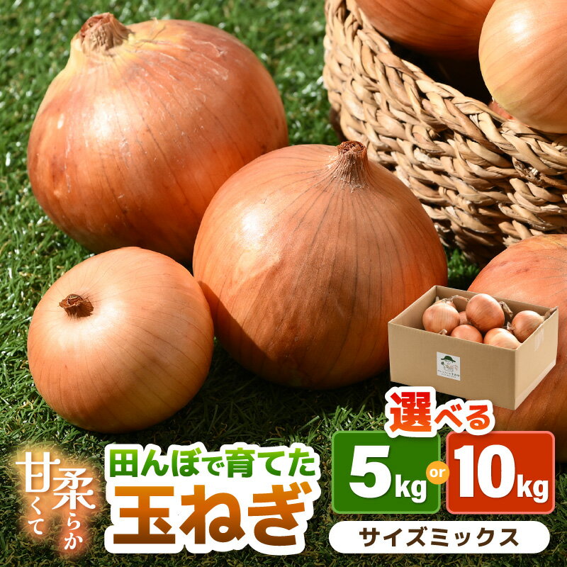 【ふるさと納税】【先行予約】玉ねぎ 5kg / 10kg（サイズ S M L ミックス）田んぼで育てた甘くて柔らか自慢の玉ねぎ！／ 野菜 万能 料理 常備 玉葱 BBQ たまねぎ 玉ネギ サラダ スープ ※2025年7月上旬より順次発送予定