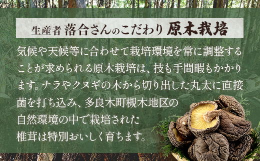 【農林水産大臣賞受賞】多良木町 槻木産 贈答用 大葉厚肉 乾燥椎茸 205g しいたけ 熊本県 多良木町 原木 シイタケ