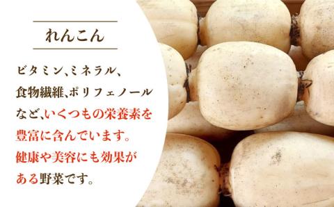 【先行予約】【農家直送！】洗いれんこん 2kg（500g×4袋）山口さんちの贈り物【y'scompany】蓮根 レンコン 洗い 根菜 野菜 佐賀県産 [IAS003]
