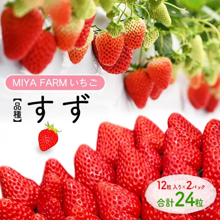 【先行予約】MIYA FARM いちご（品種：すず）12粒入り×2パック 合計 24粒 ※北海道・沖縄・離島への配送不可 ※2027年1月中旬～5月下旬頃に順次発送予定