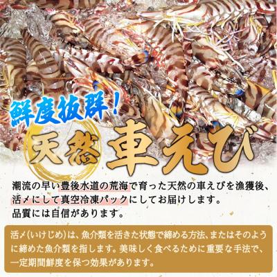 ふるさと納税 佐伯市 漁師直送! 天然活〆車えび (計500g・250g×2P) 大分県産 |  | 02