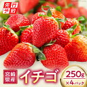 【ふるさと納税】 《2025年発送先行予約》 宮崎県産 イチゴ 250g×4パック 果物 フルーツ 果実 果肉 青果物 農産物 デザート スイーツ ご褒美 おすそ分け おすすめ グルメ お取り寄せ 旬 季節 旬の果物 季節の果物 宮崎県 宮崎市 送料無料