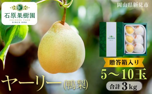 ヤーリー (鴨梨) 5～10玉 約3kg 贈答箱【先行予約 2025年11月中旬から順次発送】