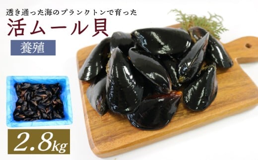 期間限定 活ムール貝 2.8kg 貝 むーるがい 季節限定 活 ムール貝 限定 養殖 貝類 三陸産 パエリア 蒸し パスタ 酒蒸し ピザ 海鮮 殻付き 新鮮 国産 大船渡市 岩手県 魚介 冷蔵 しゅうり貝 イガイ ムラサキガイ 三陸ムール貝