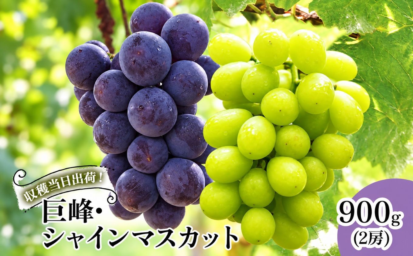 
                  【先行予約】シャインマスカット・巨峰ブドウ 詰め合わせ セット 約900g (2房) 種あり | ブドウ ぶどう 葡萄 果物 フルーツ くだもの 産地直送 甘い 大分県産 九州産 国産 大分県 中津市
                