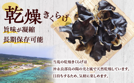 南国 きくらげ 生 ・ 乾燥 セットB C070-003 キクラゲ 有機成分 ミネラル 歯ごたえ 肉厚 バガス 野菜 やさい 沖永良部産 沖永良部 生きくらげ 生キクラゲ 乾燥きくらげ 料理 中華炒め