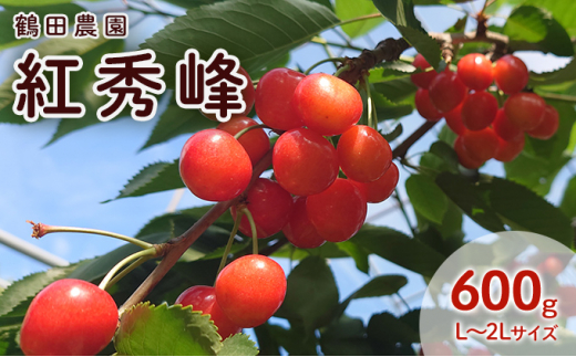 [先行受付] 数量限定 北海道 仁木町産 果肉がプリ しっかり大粒 甘い さくらんぼ 紅秀峰 600g Lサイズ以上 果物 フルーツ チェリー 高糖度 リピーター 朝採り 大人気 酸味 甘み ジューシー [鶴田農園]