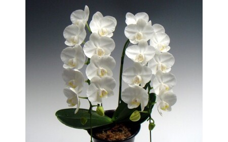 中村洋ラン 胡蝶蘭 ミディ 2本立ち 白 ／ 16輪～20輪 お花 生花  アマビリス 田原市 渥美半島