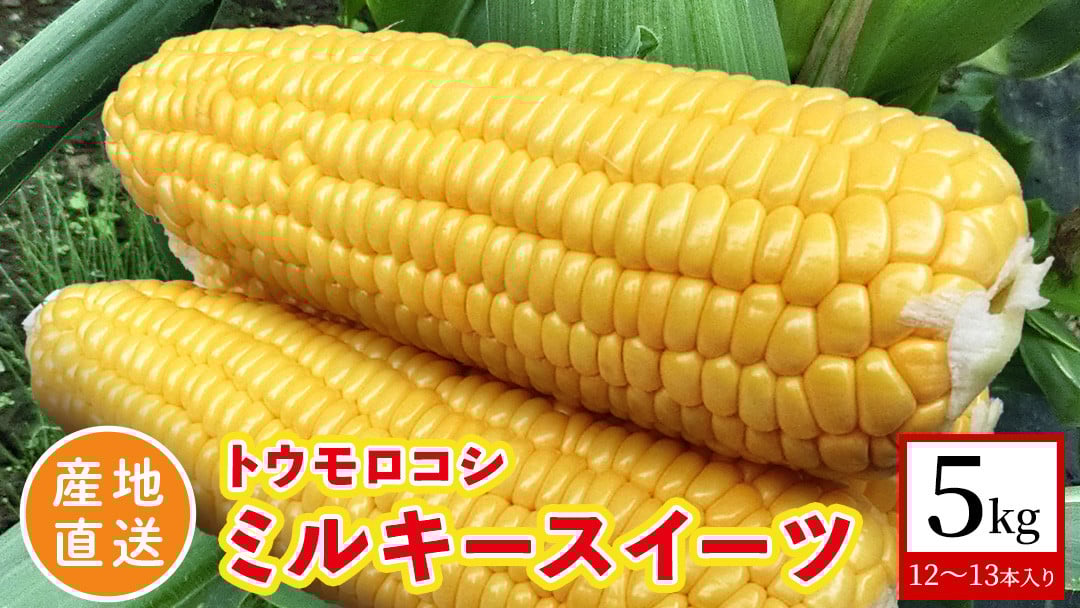 
            【 産地直送 】 トウモロコシ 「 ミルキースイーツ 」 5kg 新鮮 皮付き とうもろこし コーン 野菜 [CZ010ci]
          