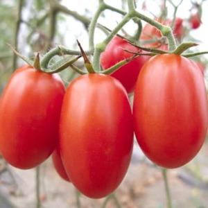 【12月出荷分】和歌山産ミニトマト「アイコトマト」約2kg(S・Mサイズおまかせ)(日高町)【配送不可地域：離島・北海道・沖縄県】【1513423】