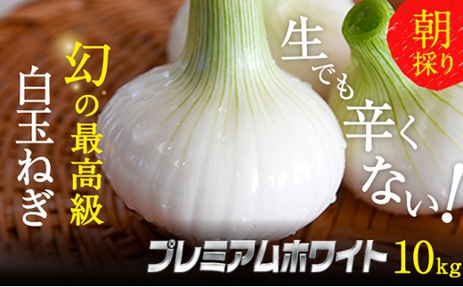 
            浜松篠原産新白玉ねぎプレミアムホワイト10キロ【無選別品】 [№5786-2837]
          