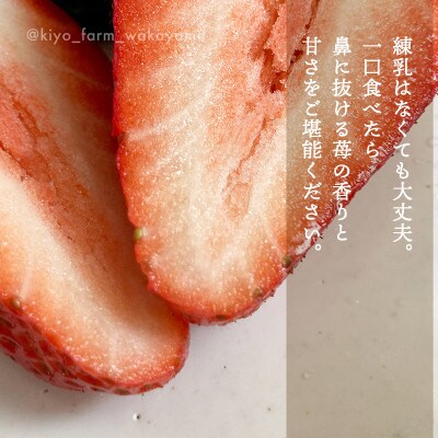 先行受付　大粒まりひめイチゴ　朝摘　6個～11個入×2パック【配送不可地域：離島】