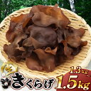 【ふるさと納税】【2025年先行予約】キクラゲ　約1300～1500g| 野菜 やさい きのこ キノコ 木耳 きくらげ キクラゲ 肉厚 千葉 君津 きみつ