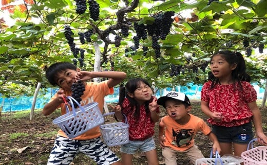 ＜予約受付開始！＞シャインマスカット入り！家庭用 ぶどう 詰め合わせセット 4パック入り 【747】