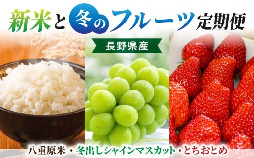 
                  【3回定期便】新米と冬のフルーツ定期便（八重原米・冬出しシャインマスカット・いちご「とちおとめ」）｜【笹屋農園／JA信州うえだ／BERRY PLANTS FACTORY】ぶどう 葡萄 大粒 白米 コシヒカリ いちご とちおとめ 果物 フルーツ 生食 甘い 人気 頒布会 長野 信州 東御
                