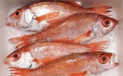 高級魚　天然のどぐろ　生冷凍（真空パック）　5尾