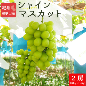 紀州和歌山産シャインマスカット２房（約1kg〜1.4kg） ※2025年8月中旬頃〜2025年9月上旬頃に順次発送予定 / マスカット 種無し フルーツ 果物 くだもの シャインマスカット 葡萄 ブドウ【uot813】 