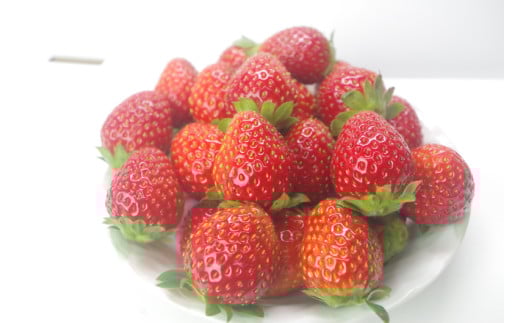 【先行予約】唐沢いちご農園  小粒いちご おいCべりー 1kg (500g×2) 果物 フルーツ 苺 イチゴ 岩手県 一関市