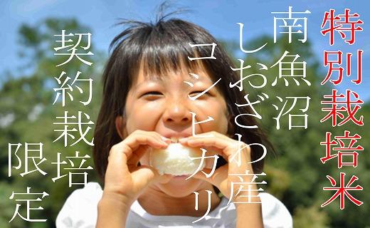 【令和7年産】【定期配送６Kg×６ヶ月】特別栽培 生産者限定  南魚沼しおざわ産コシヒカリ