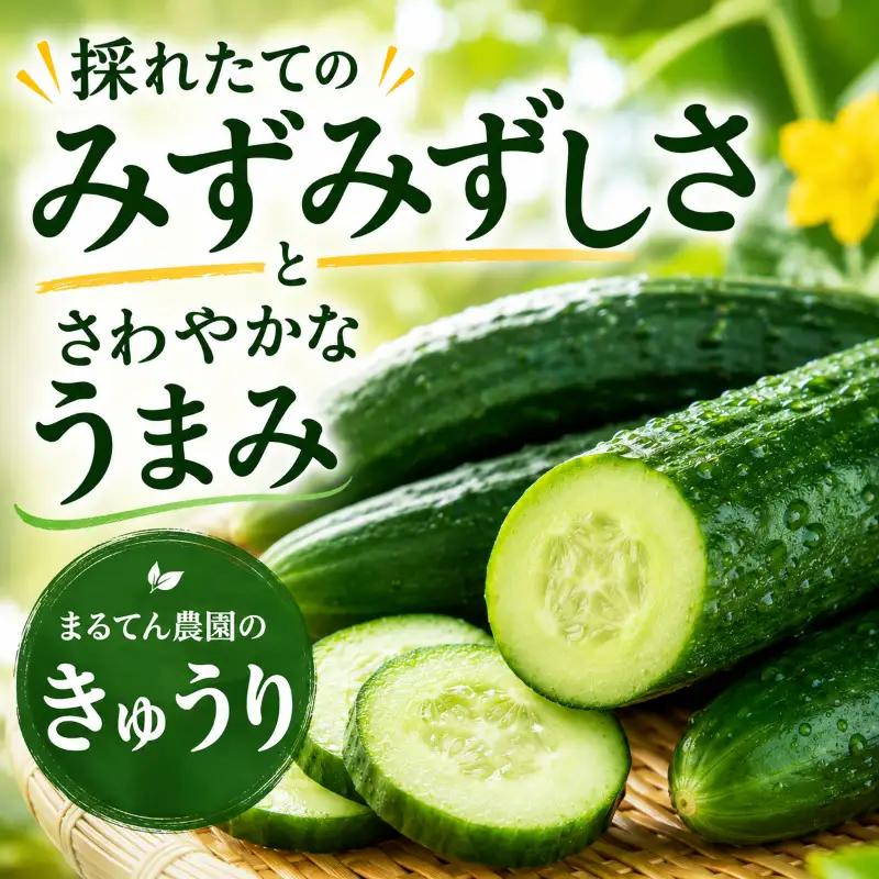 先行予約 訳あり きゅうり 5kg 野菜 新鮮きゅうり