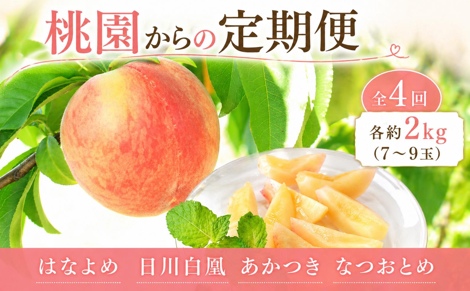 
                  桃園からの定期便 全4回 各約2kg (7～9玉) はなよめ 日川白凰 あかつき なつおとめ 飯山 桃 もも ふるさと納税桃 ふるさと納税もも 香川県 丸亀市 三谷桃園
                
