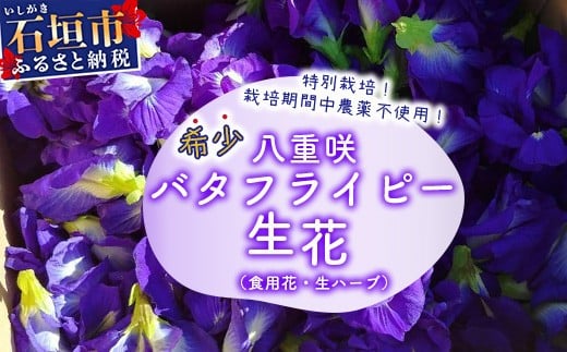 希少！採れたて新鮮！八重咲バタフライピーの生花（食用花、生ハーブ）特別栽培、栽培期間中農薬不使用 ３月～順次発送【 沖縄県 石垣市 沖縄 石垣 石垣島 花 生花 ハーブ 離島のいいもの 沖縄いいもの石