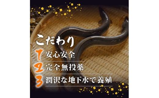 高知県産 養殖 うなぎ 蒲焼 100g〜120g×10尾 セット タレ付き 贈答 養殖 肉厚 鰻 土用丑の日 敬老の日 高知県 須崎市