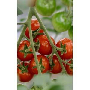 芳醇高糖度ミニトマトの贅沢ジャム(2個)と、贅沢無添加トマトジュースのセット【1652157】