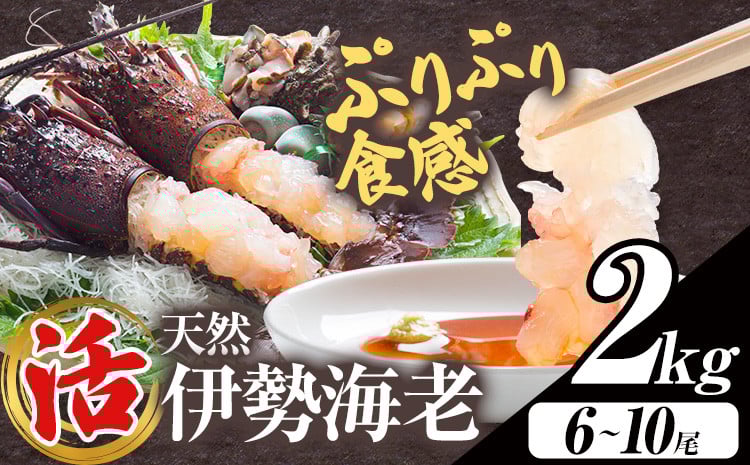 
            【数量限定】天然『活』伊勢海老 2kg  ( 6尾 ～ 10尾 ) 【配送不可地域：離島・北海道・沖縄県・東北・中国・四国・九州】 《30日以内に出荷予定(土日祝除く)》 寺田水産 千葉県 勝浦市 伊勢海老 イセエビ 海産物 えび
          