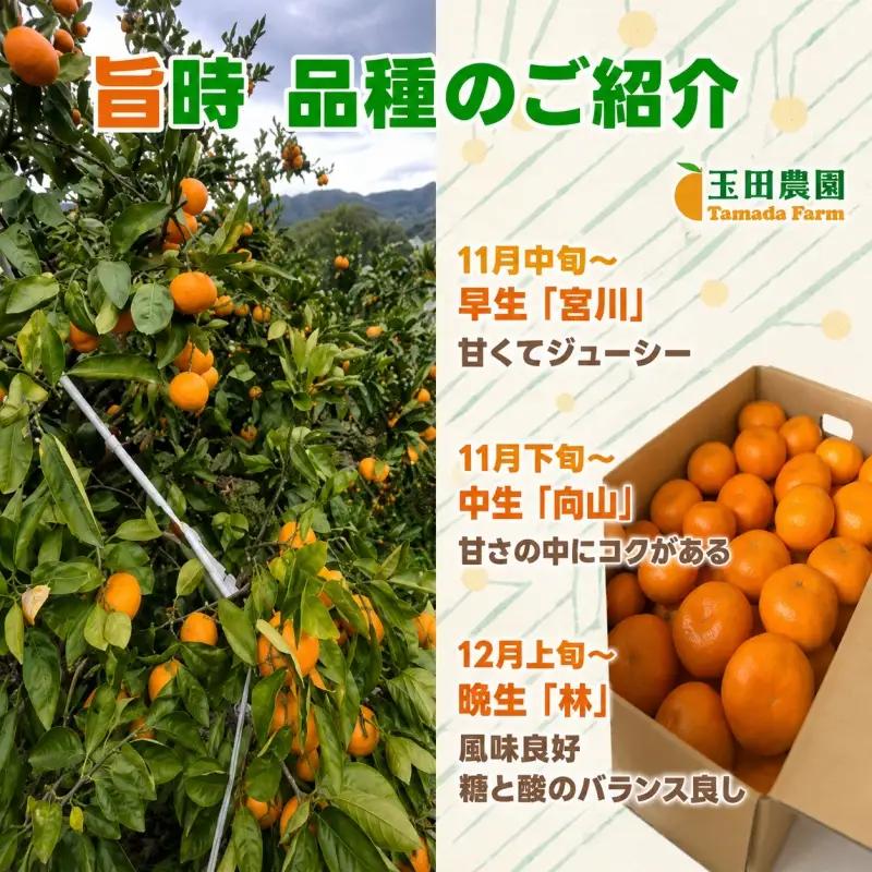 有田 みかん 旨時 体に優しい玉ちゃんみかん 2kg / 温州みかん 有田みかん 甘い 和歌山 柑橘 ※2026年12月初旬～2027年2月中旬に順次発送 【tmd004-cu-2】