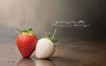 【2026年先行予約】いちご 厳選 4品種食べくらべ 約480g (約240g×2トレー) K2630