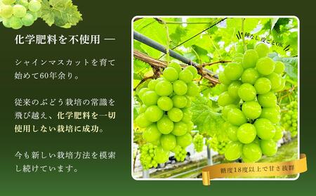 ぶどう 2024年 先行予約 シャインマスカット 秀品 約500g 1房 農林大臣賞受賞 岡山 国産 果物 フルーツ シャイン マスカット 2024年6月下旬から発送 [No.5220-1747]