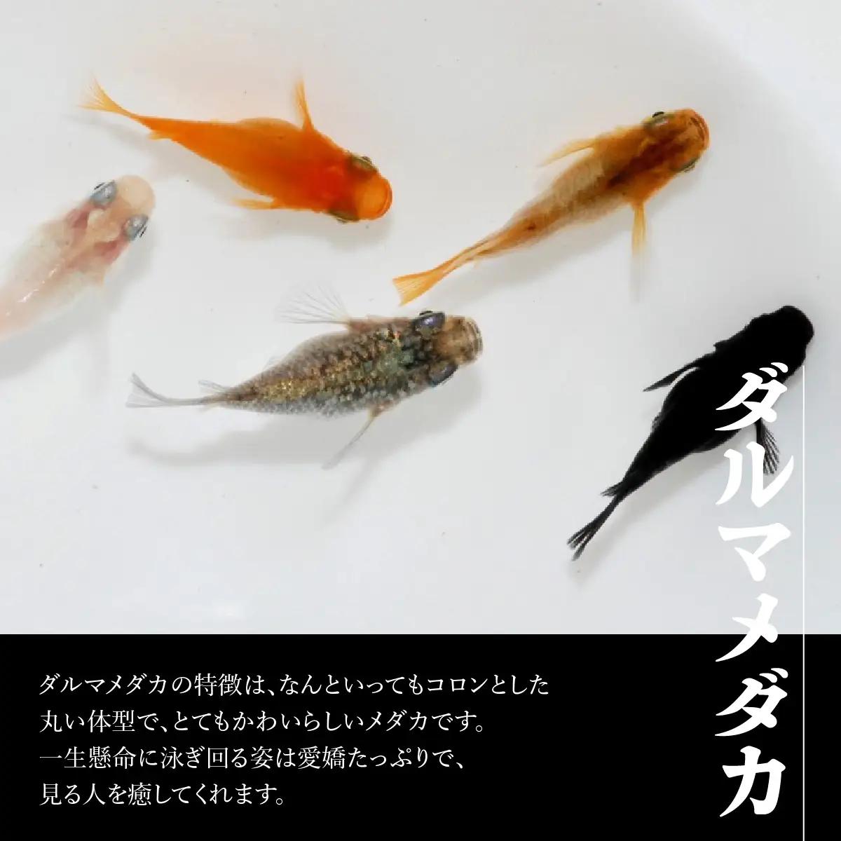 メダカ「ダルマメダカ」 ミックス5匹セット 生き物生き物 HNNAD003