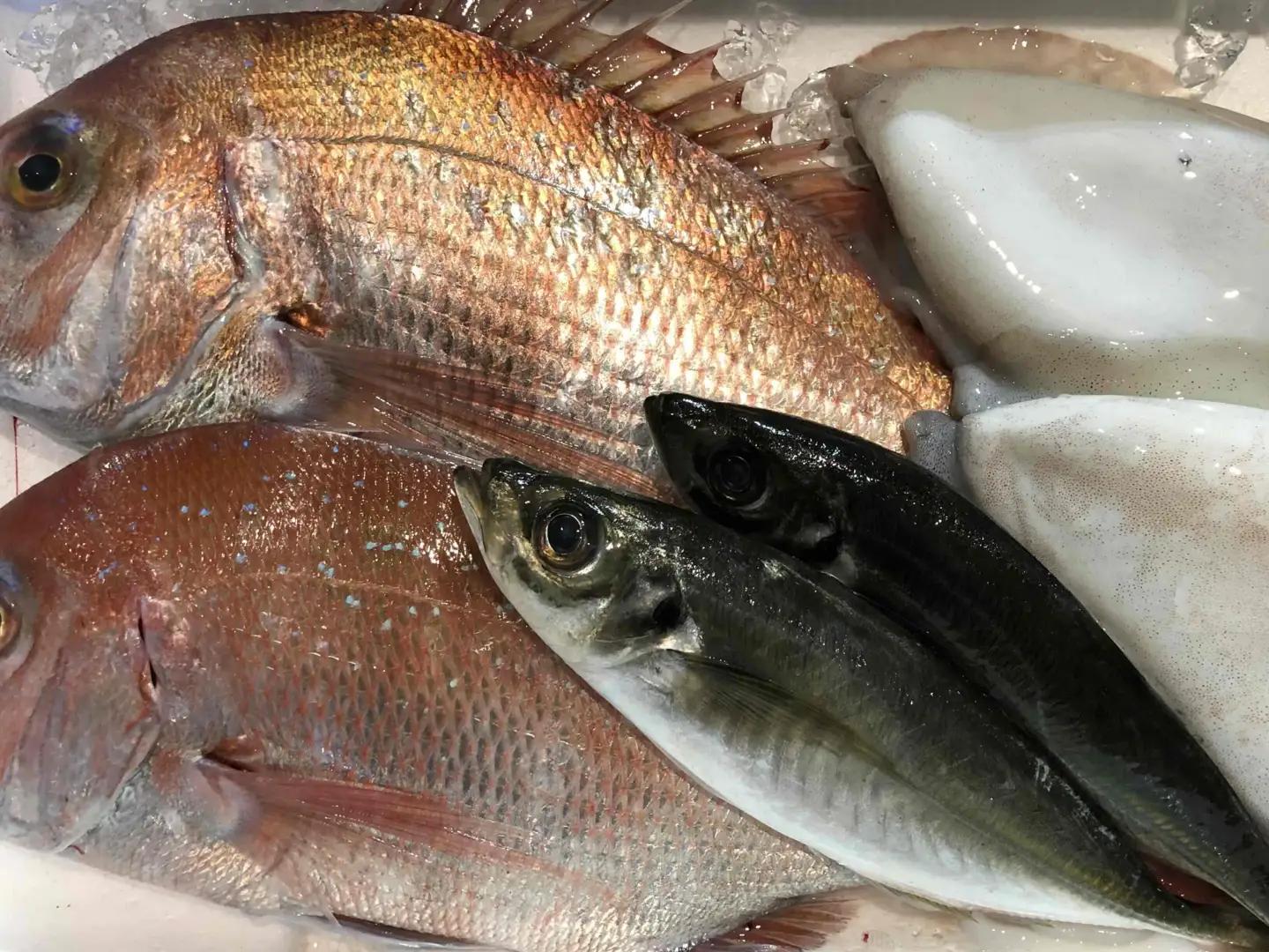 竹中水産の八幡浜発!「朝獲れデイリー鮮魚BOX」1.5kg【C22-277】【配送不可地域：離島・北海道・沖縄県】【1298414】 YWTM094