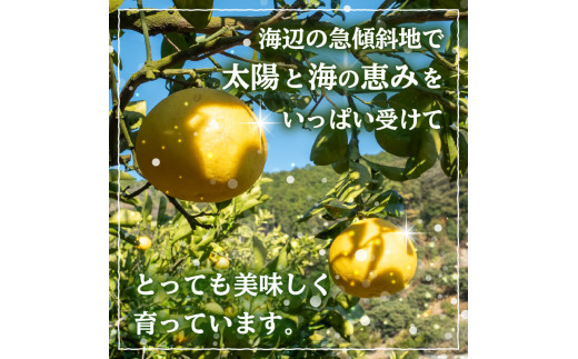 訳あり 文旦 5kg 早期予約 2026年2月より 順次発送  産地直送 安和 文旦 家庭用 高知県産 柑橘 フルーツ ぶんたん 果物 みかん 高知県 須崎 NPO004_x