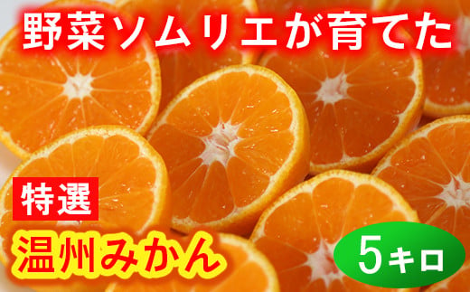 野菜ソムリエ石児さんの「特選 温州みかん 5kg」 ミカン みかん 柑橘 5kg 柑橘類 先行予約 11月 12月 1月 甘い 温州みかん フルーツ ＜103-006_5＞