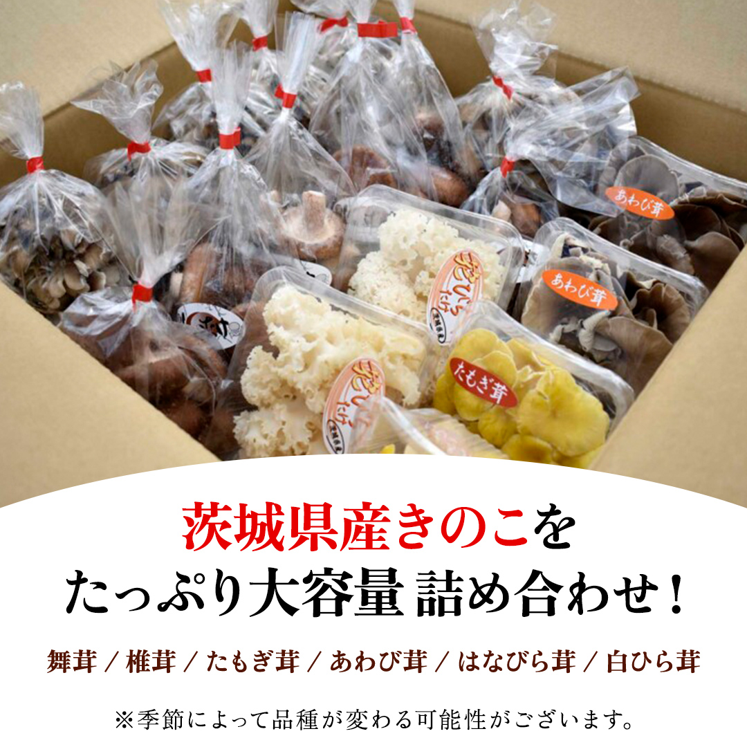 きのこ 6種 詰め合わせ 約3.6kg 【 保存用フリーザーバック 20