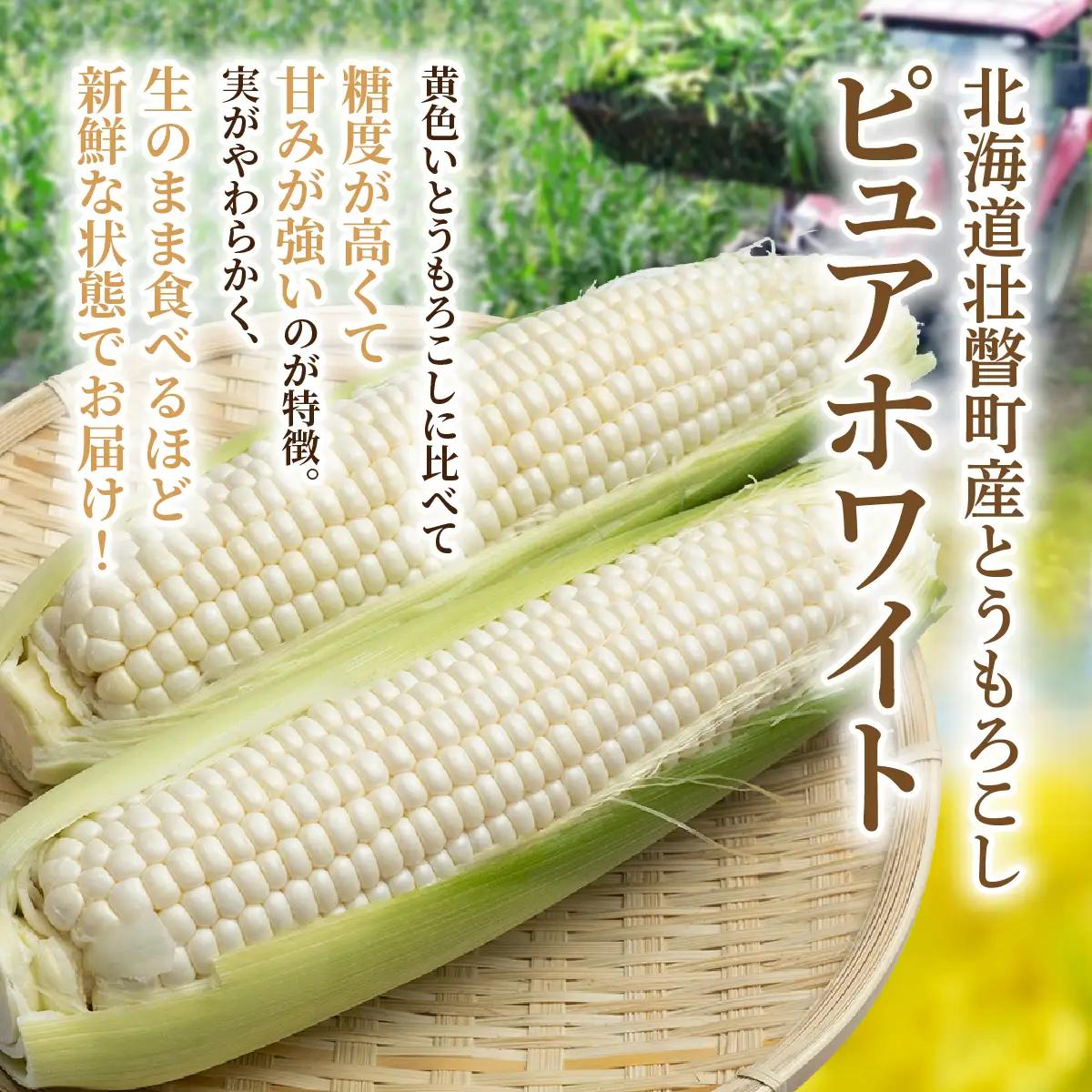 ＜2026年8月中旬頃よりお届け＞【訳あり】【朝採り】ピュアホワイト（ホワイトコーン）Lサイズ以上12本(約5kg)   SBTQ016