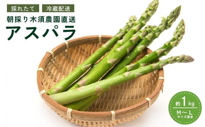 【 2027年発送 】 先行予約 生産者 直送 グリーン アスパラ 約 1kg M-L サイズ 新鮮 朝採り 野菜 あすぱら 木須農園 北海道 伊達市